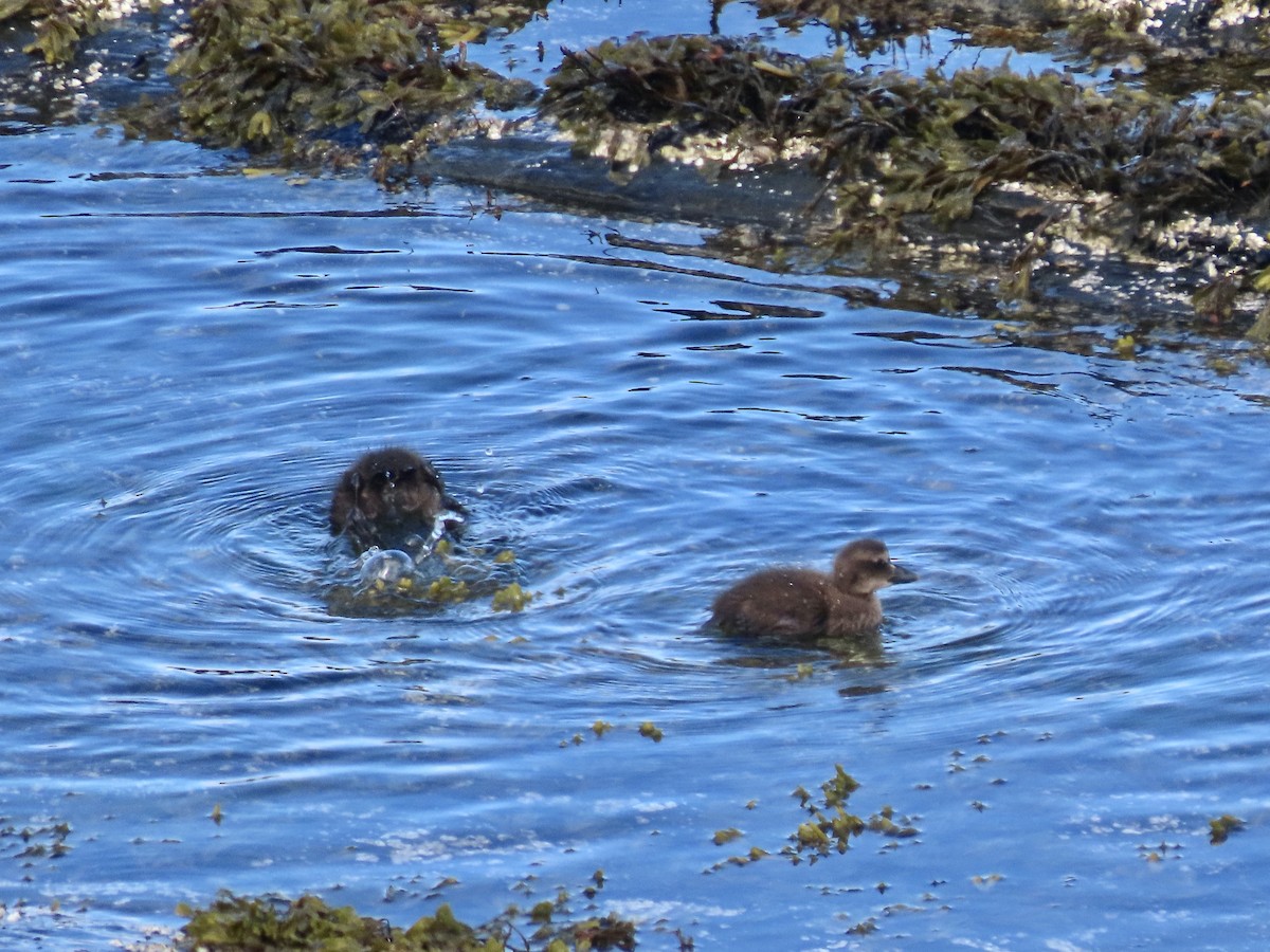 Common Eider - ML620320633