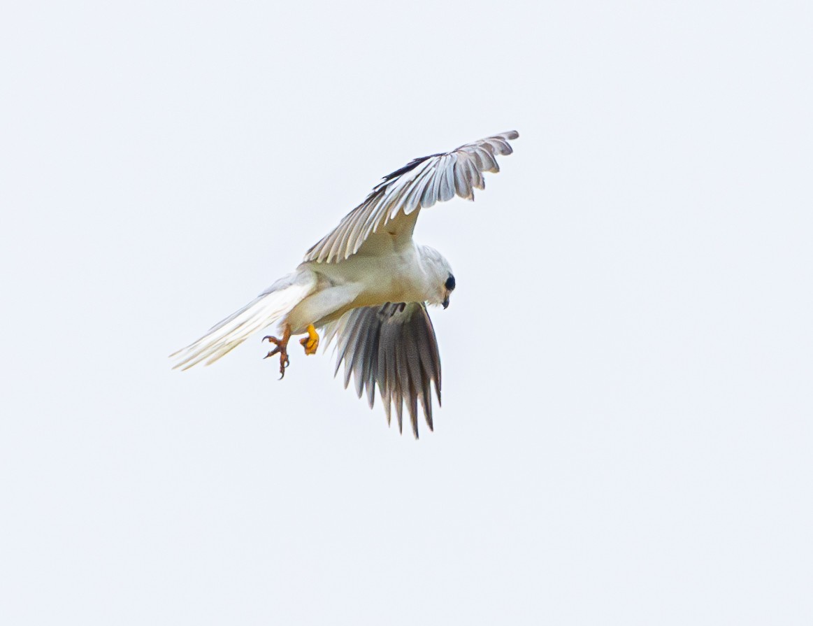 White-tailed Kite - ML620320637