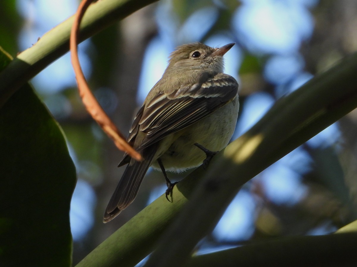 White-crested Elaenia - ML620320639