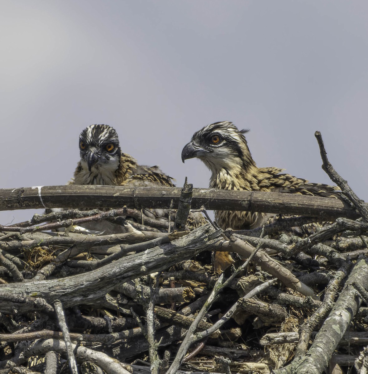 Osprey - ML620320643