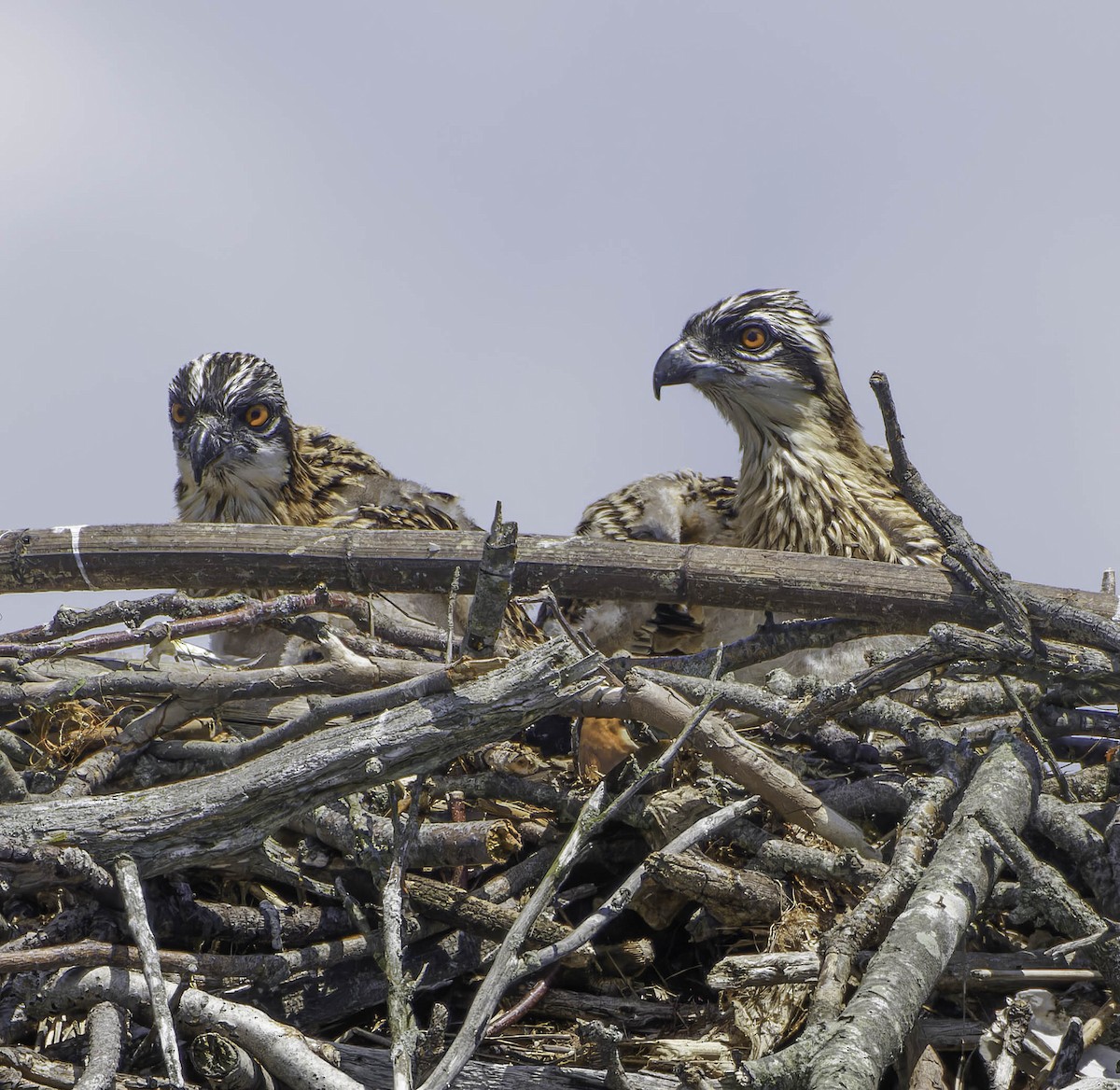 Osprey - ML620320644