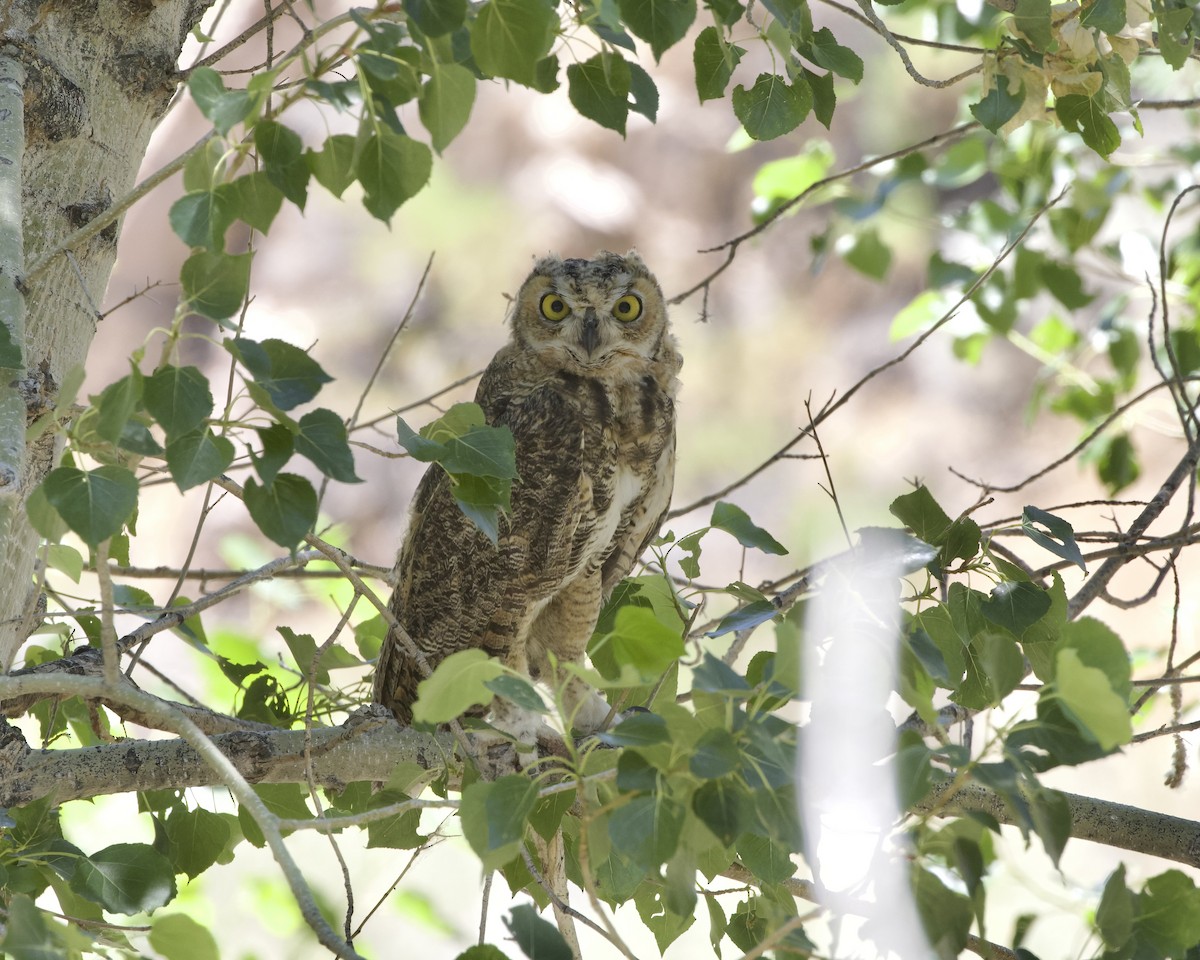 Great Horned Owl - ML620320654