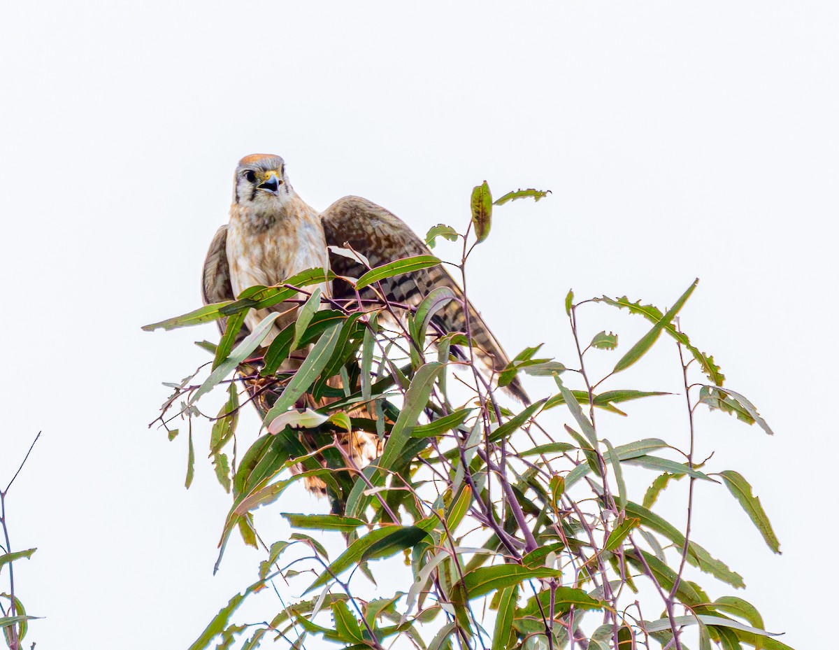 American Kestrel - ML620320655