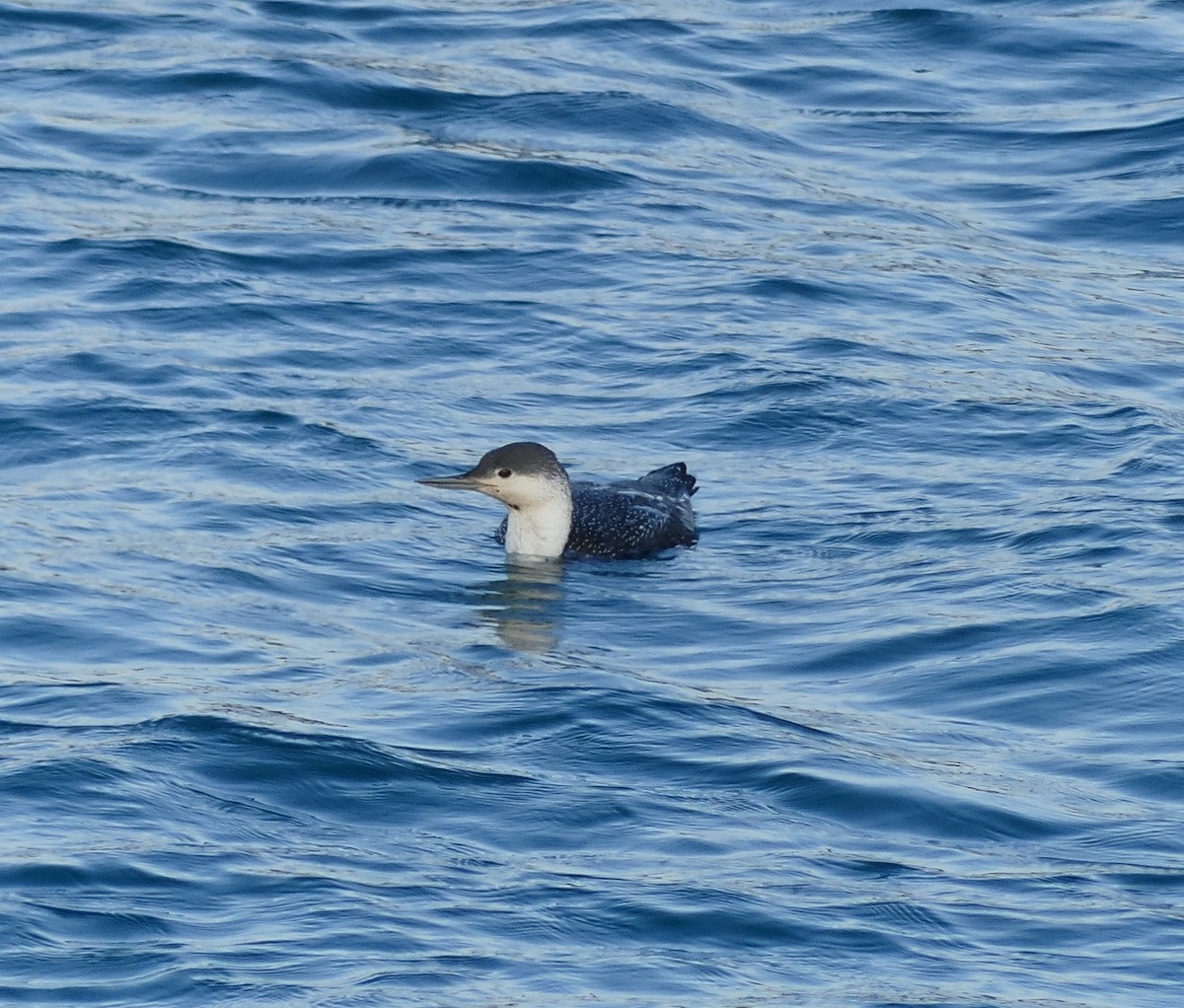 Red-throated Loon - ML620320656