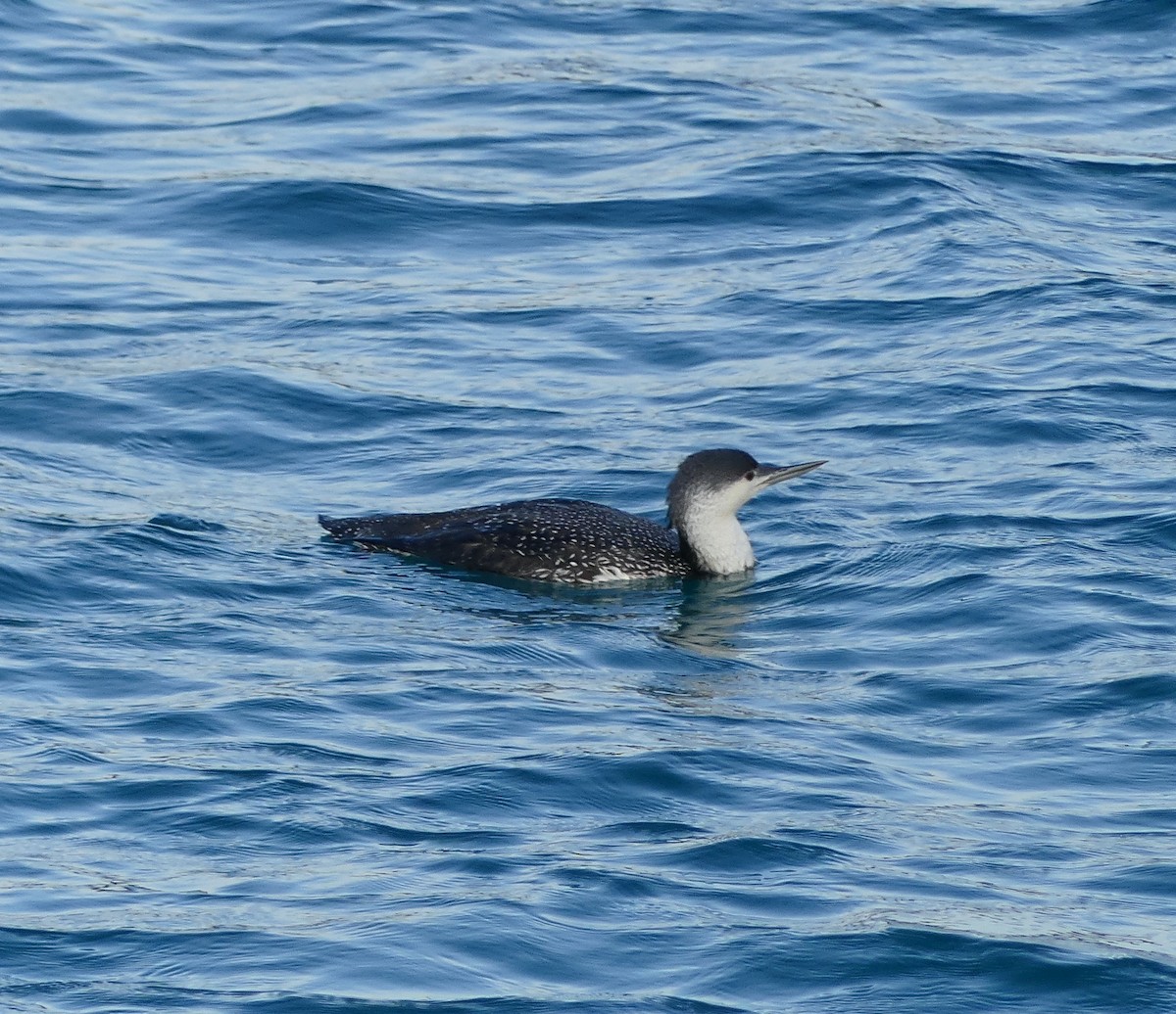 Red-throated Loon - ML620320657