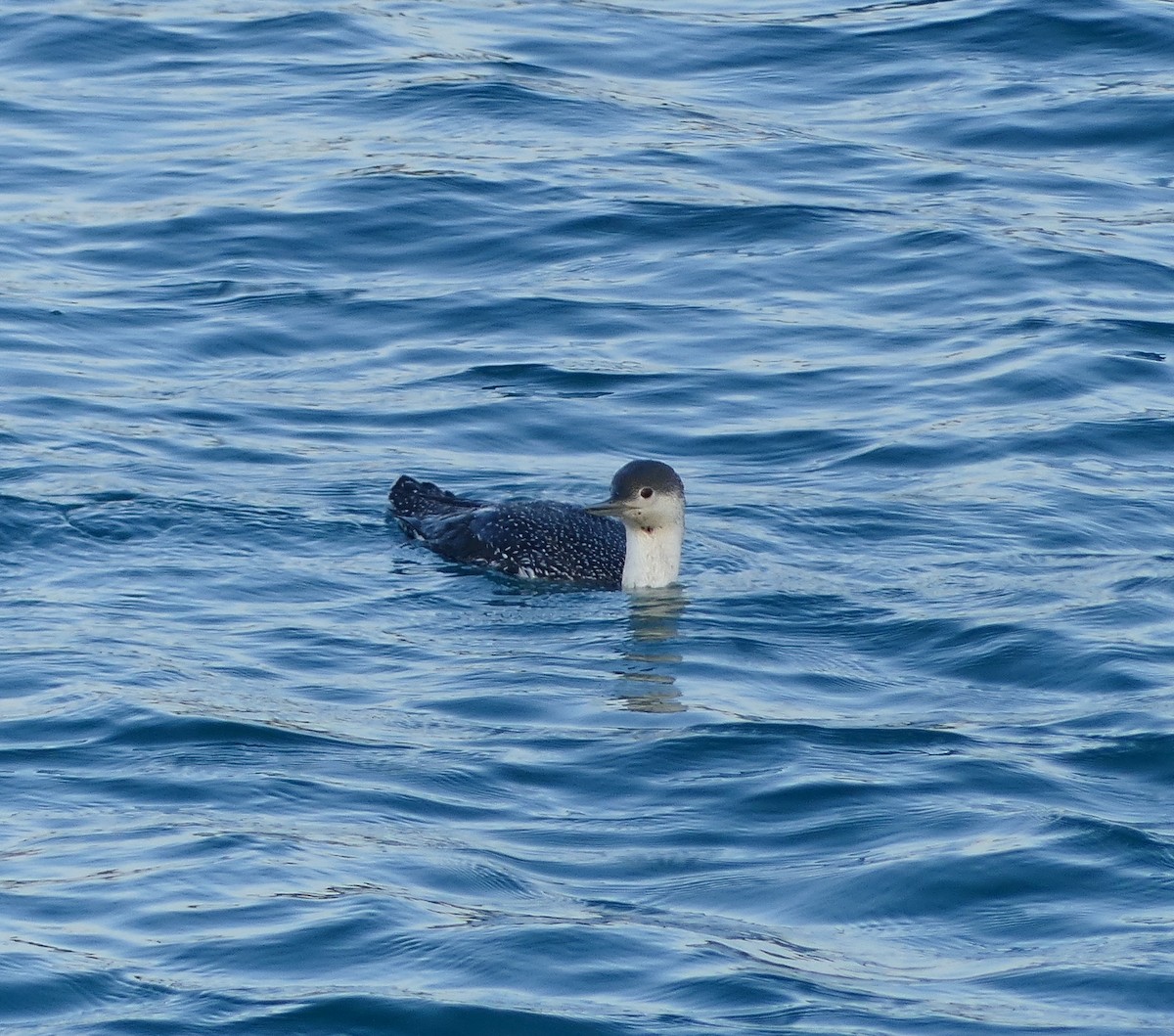 Red-throated Loon - ML620320658