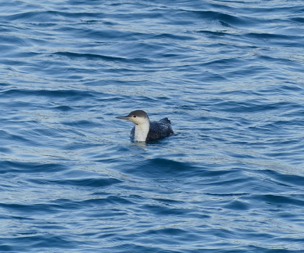 Red-throated Loon - ML620320659