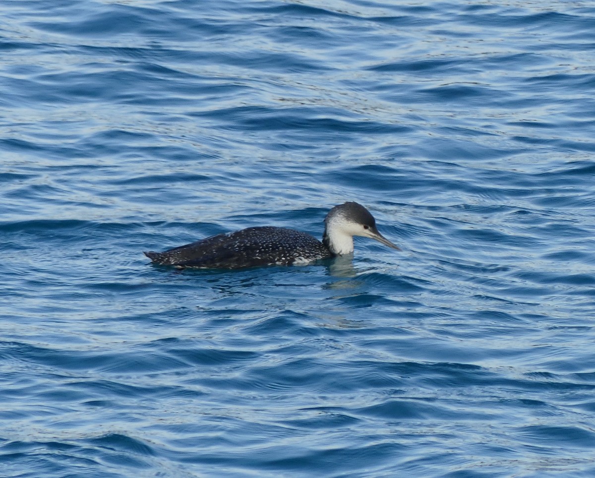 Red-throated Loon - ML620320660