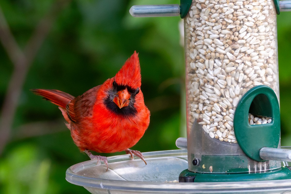 Northern Cardinal - ML620320664