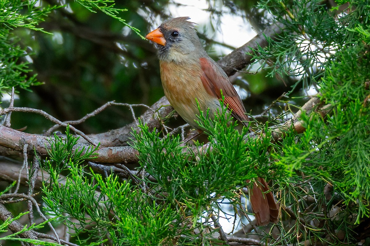 Northern Cardinal - ML620320666