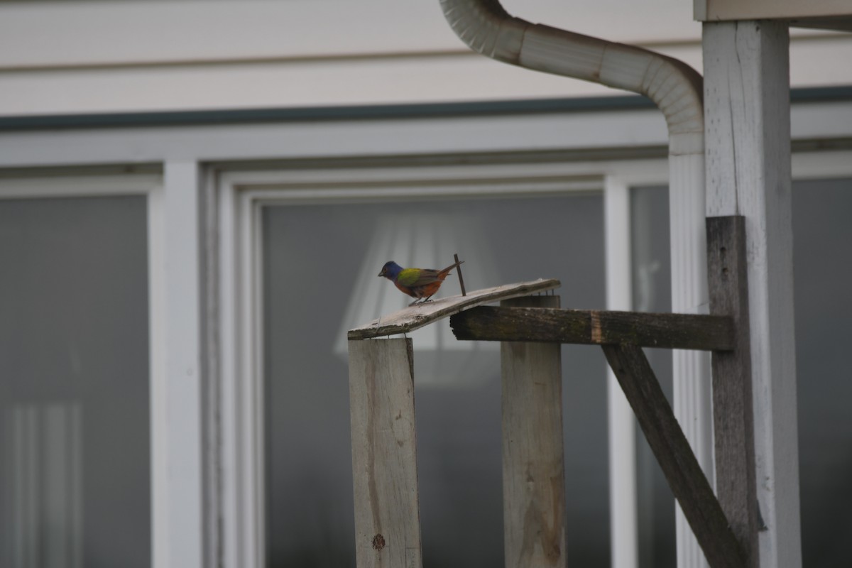 Painted Bunting - ML620320674