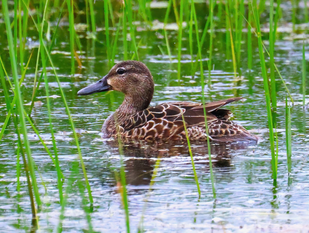 Blue-winged Teal - ML620320680