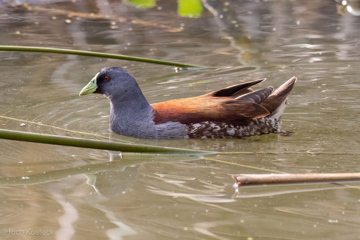 Gallinule à face noire - ML620320688