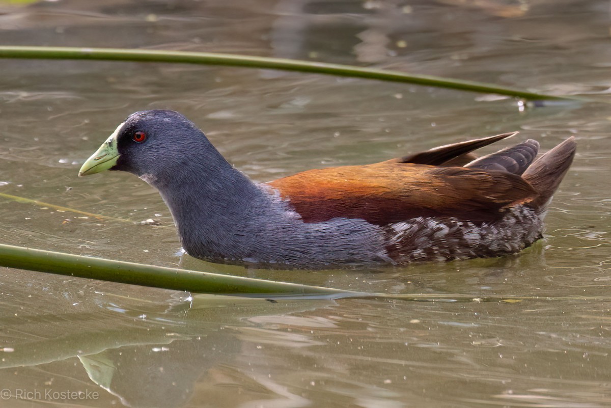 Gallinule à face noire - ML620320690