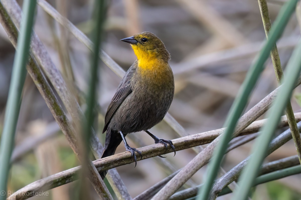 Yellow-hooded Blackbird - Rich Kostecke