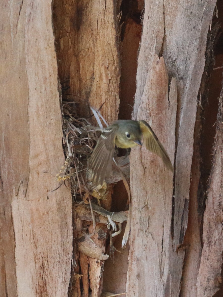 Western Flycatcher (Pacific-slope) - ML620320712