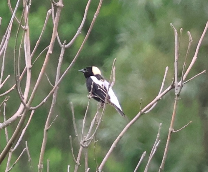 bobolink americký - ML620320715