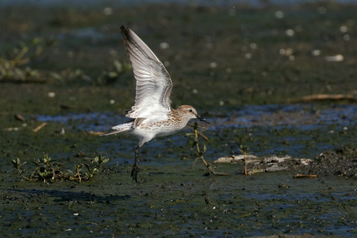 White-rumped Sandpiper - ML620320716