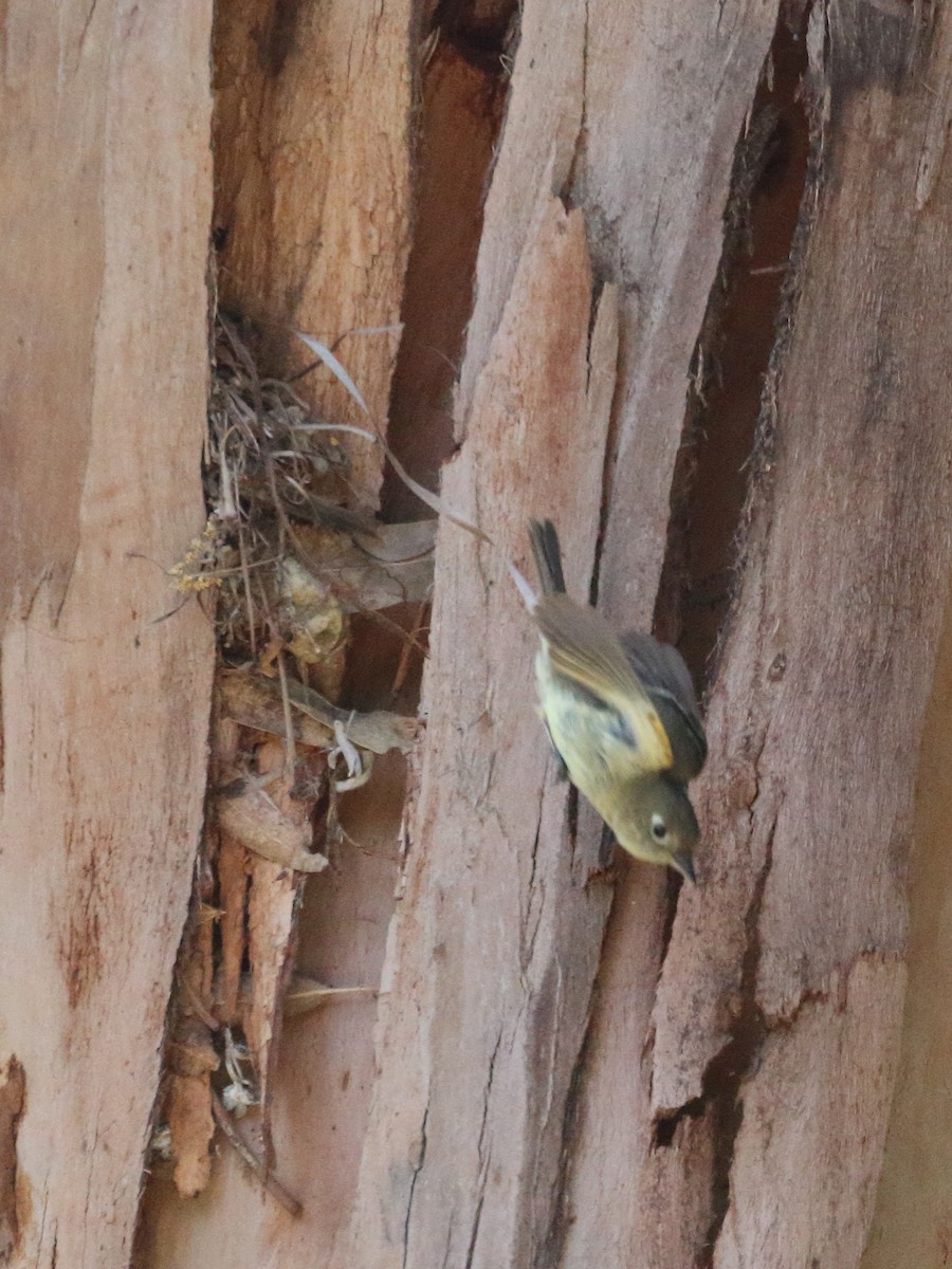 Western Flycatcher (Pacific-slope) - ML620320717