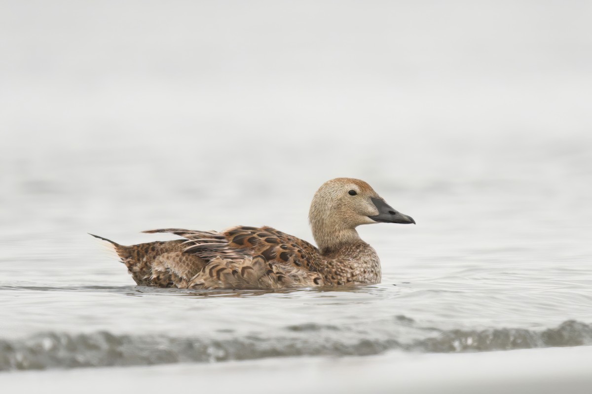 King Eider - Max Brodie