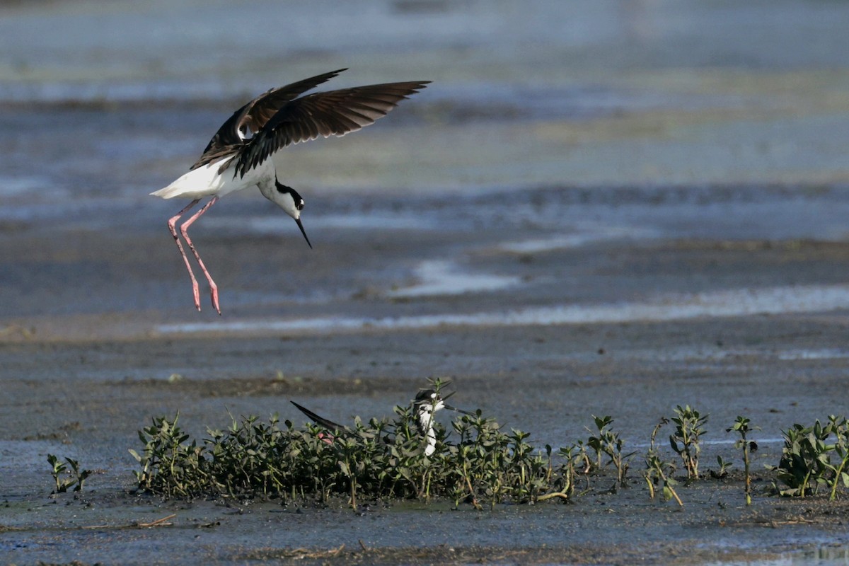 Black-necked Stilt - ML620320731