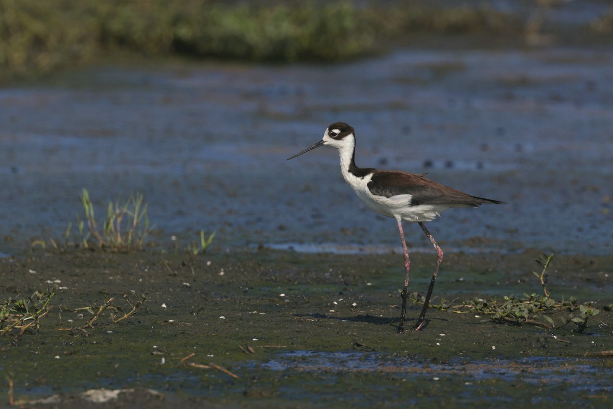 Black-necked Stilt - ML620320732