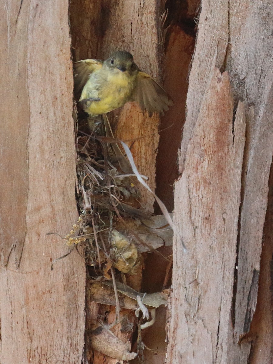 Western Flycatcher (Pacific-slope) - Jeffrey Fenwick