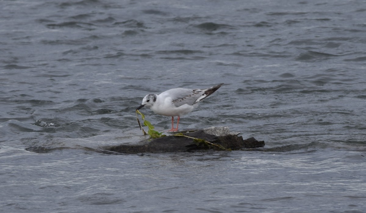 Bonaparte's Gull - ML620320735