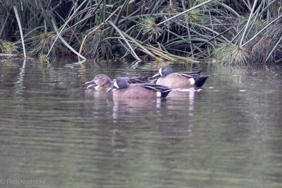 Blue-winged Teal - ML620320738