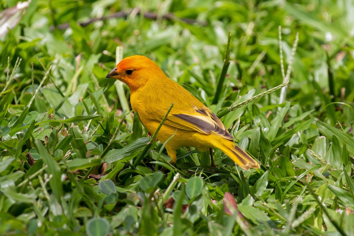 Saffron Finch - ML620320744