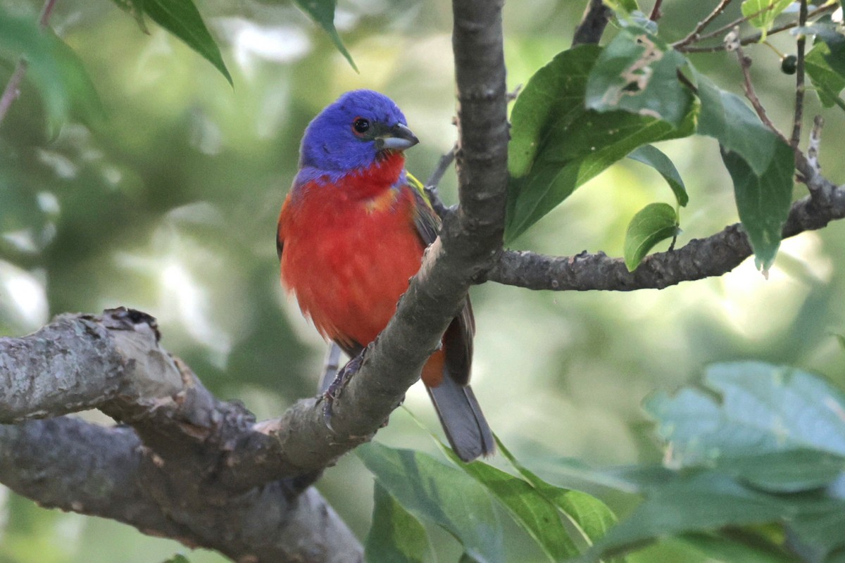 Painted Bunting - ML620320745