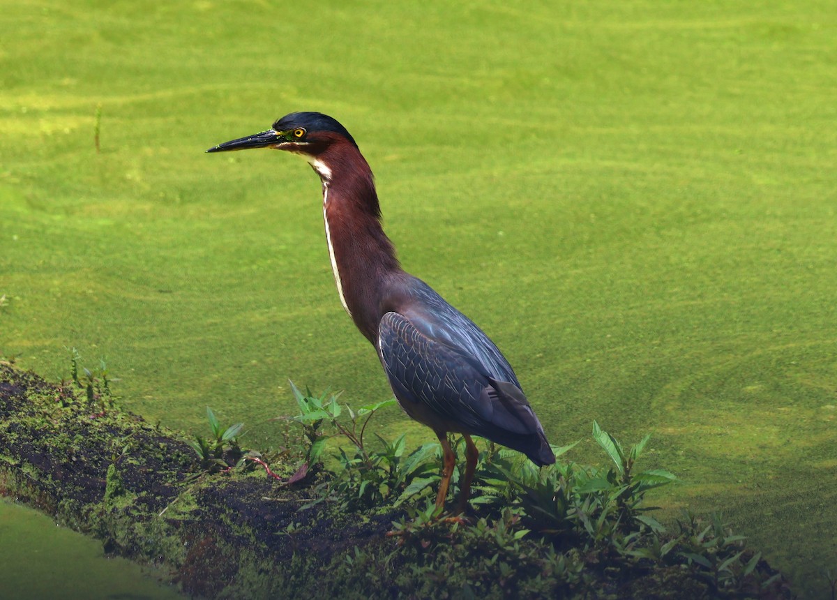 Green Heron - ML620320749