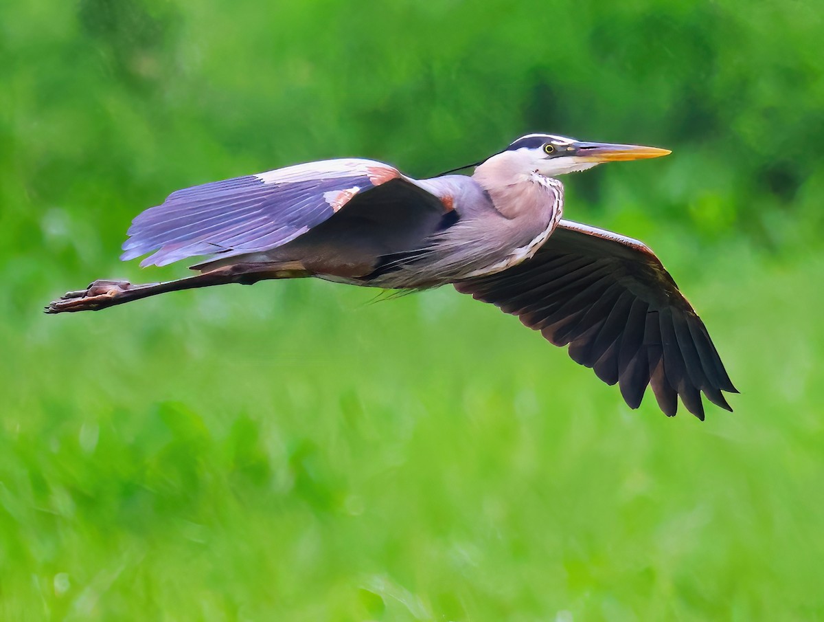 Great Blue Heron - ML620320754