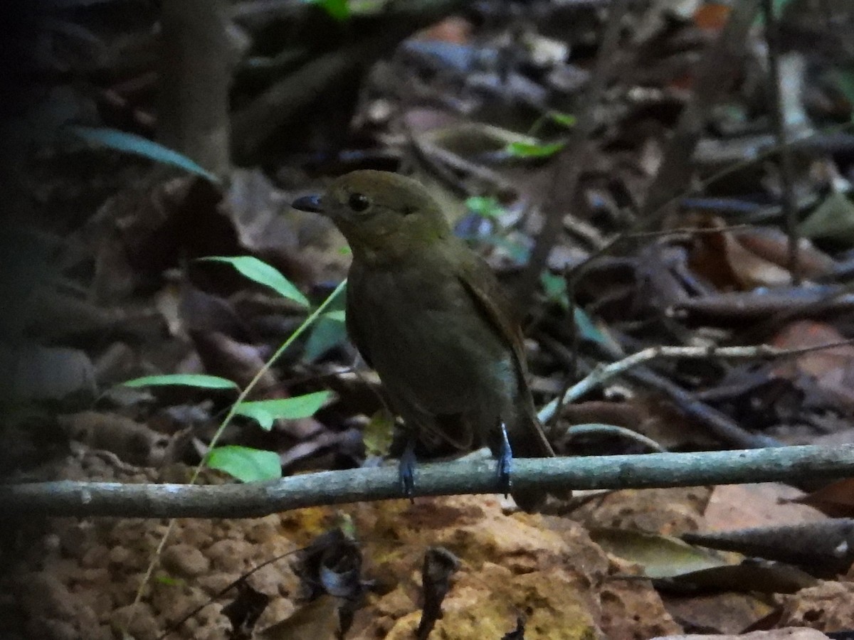 Brown-winged Schiffornis (Amazonian) - ML620320758