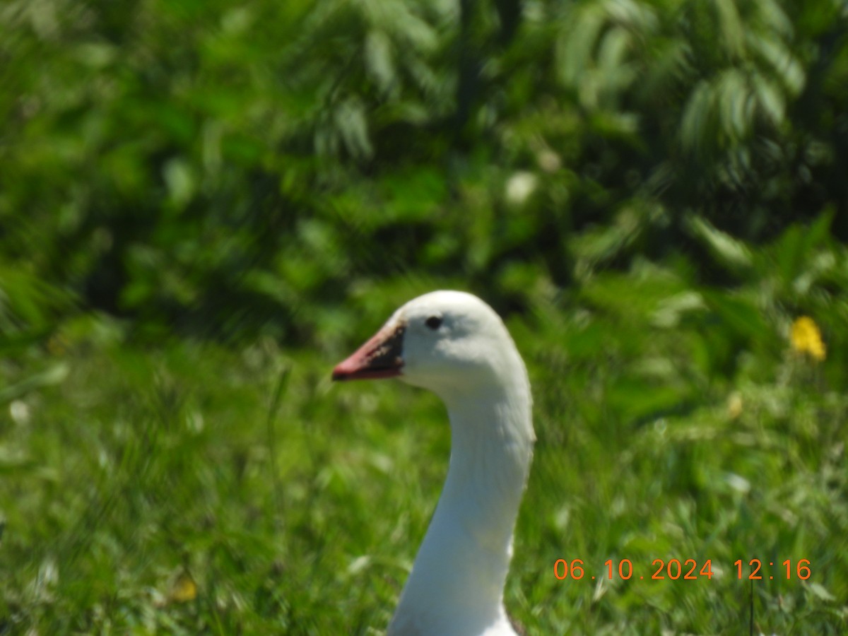 Snow Goose - ML620320767