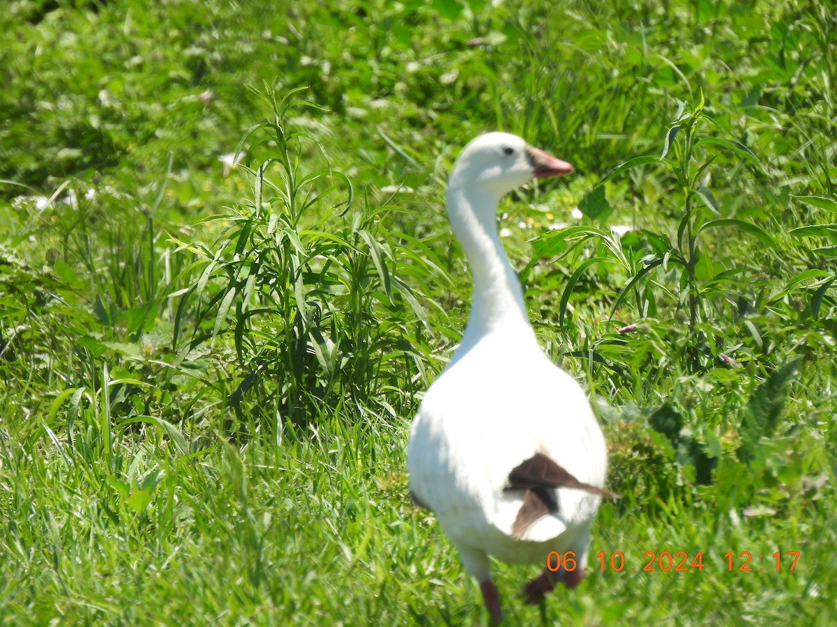 Snow Goose - ML620320770