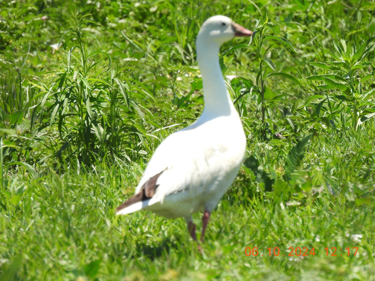 Snow Goose - ML620320772