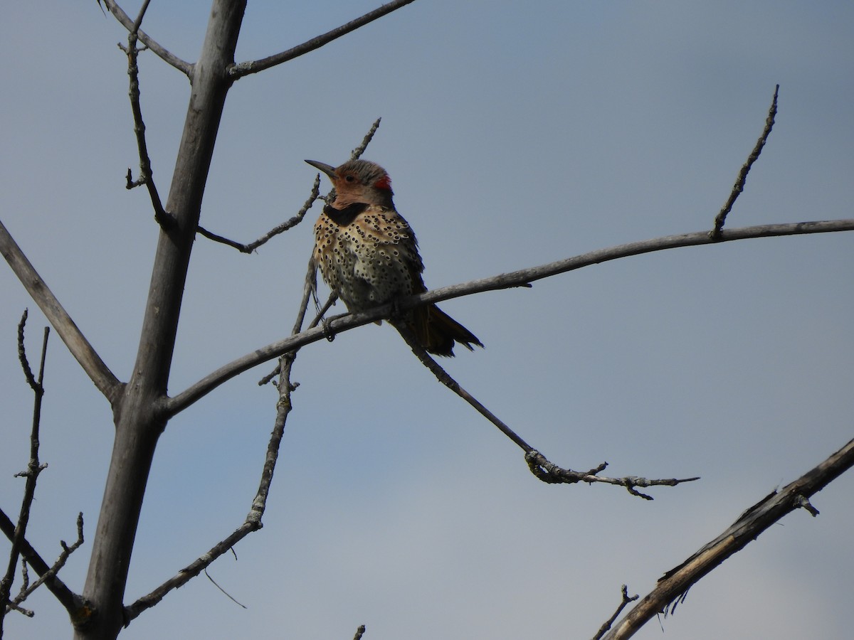 Northern Flicker - ML620320777