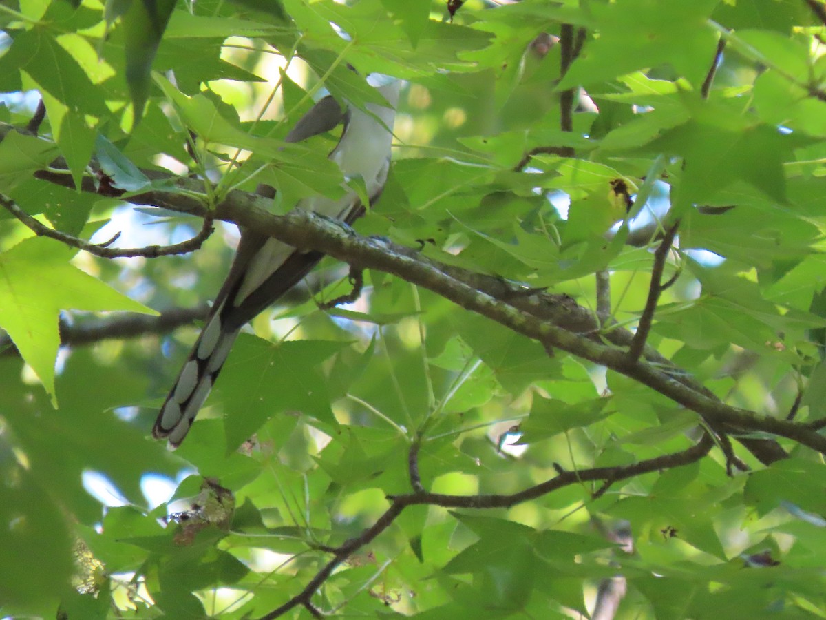 Yellow-billed Cuckoo - ML620320792