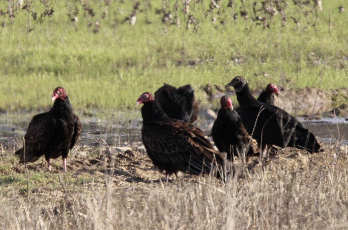 Turkey Vulture - ML620320793