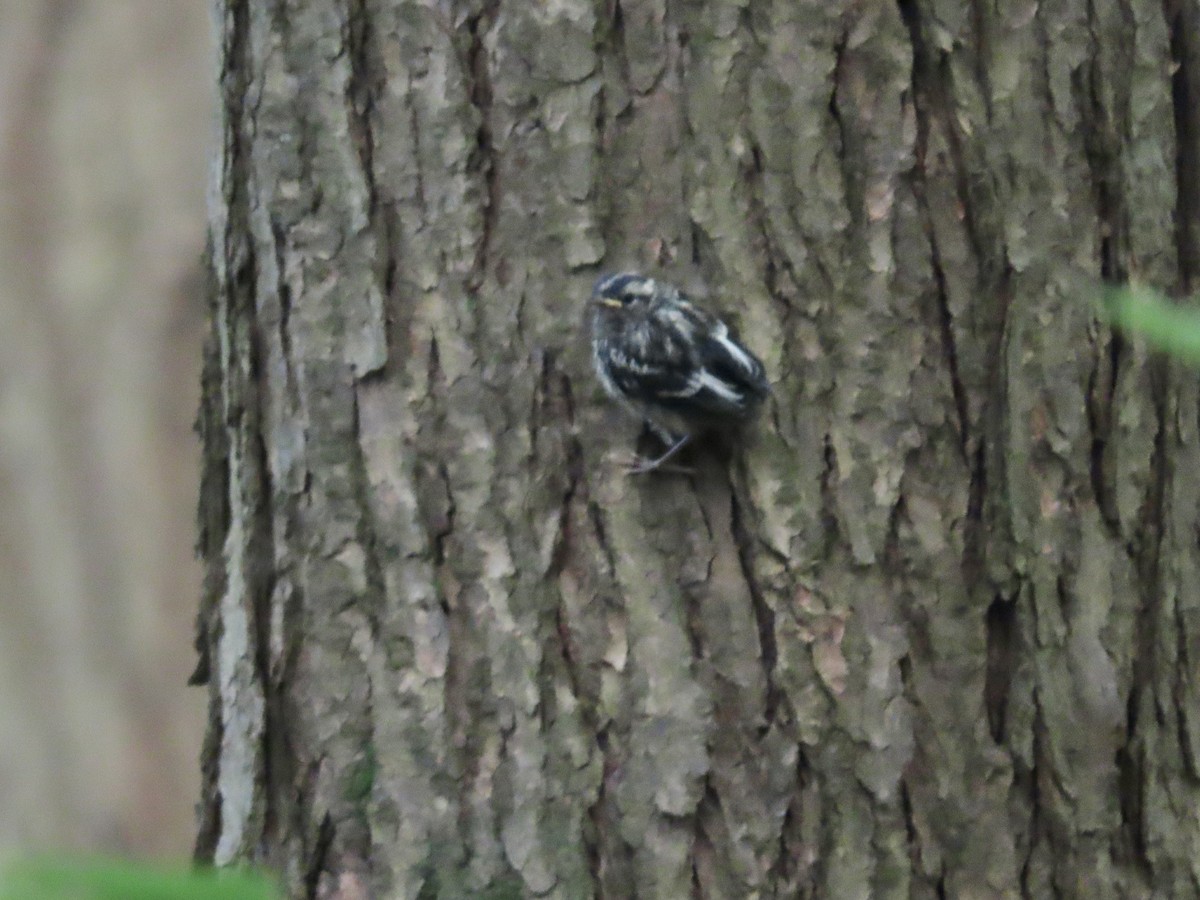 Black-and-white Warbler - ML620320794