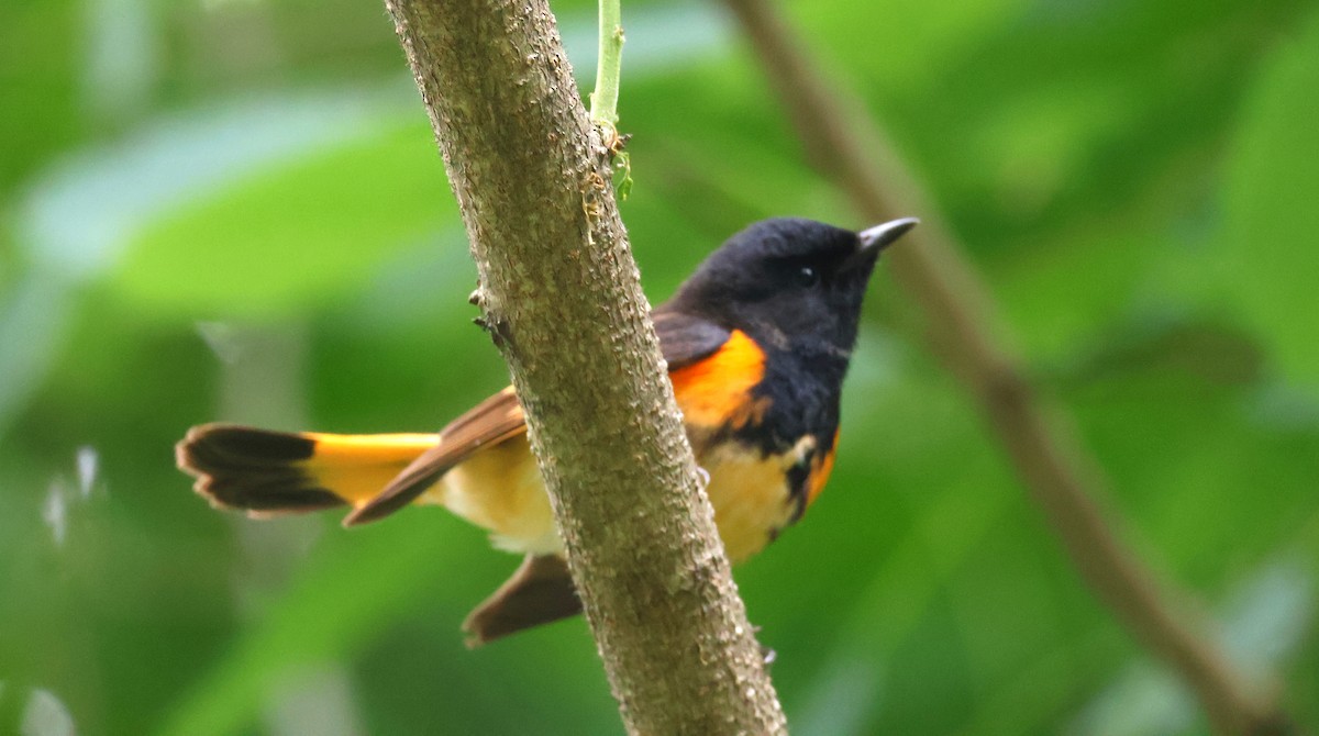 American Redstart - ML620320799