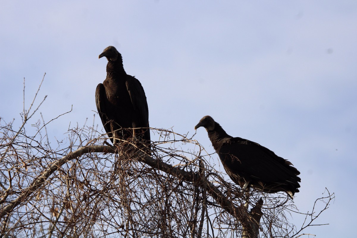 Black Vulture - ML620320802