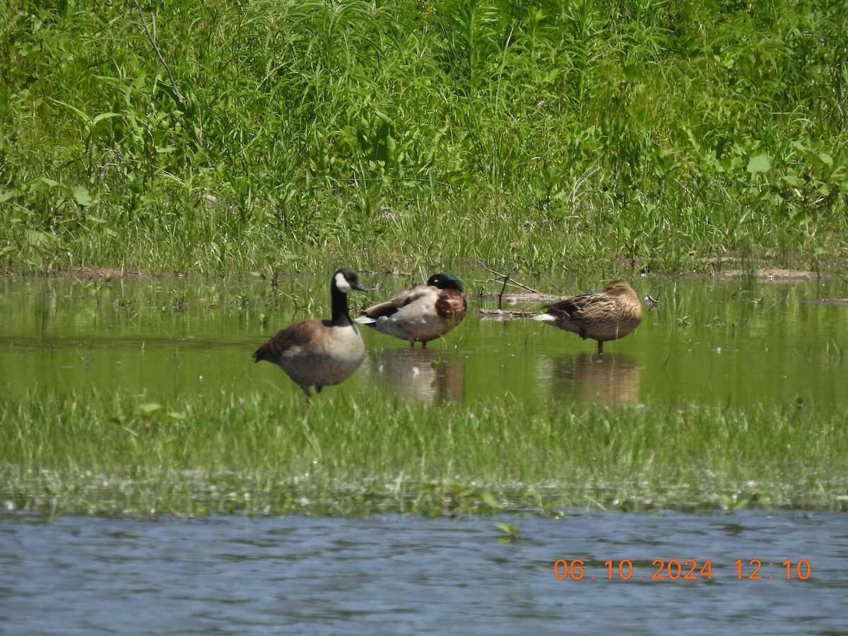 Cackling Goose - ML620320828