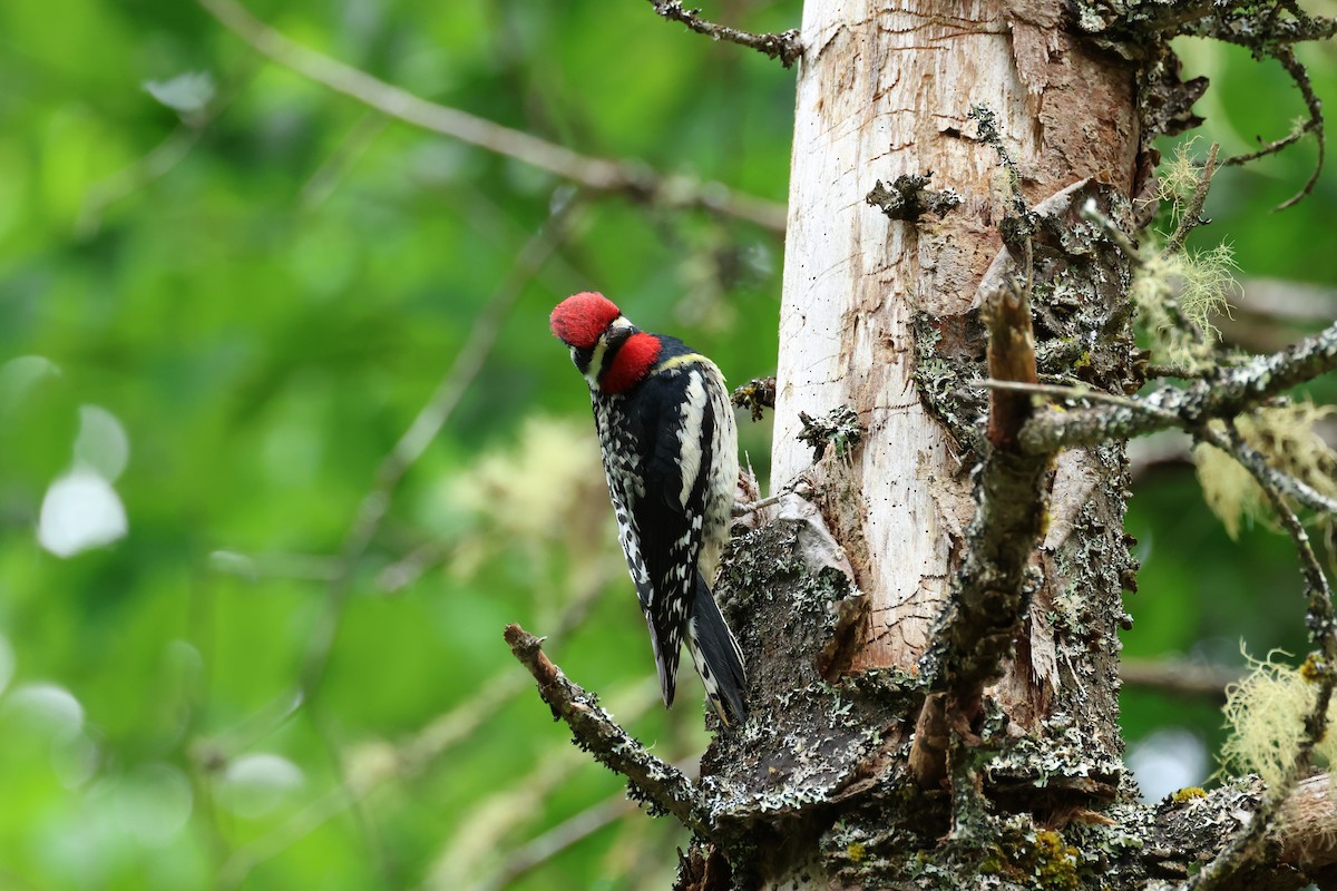 Yellow-bellied Sapsucker - ML620320836