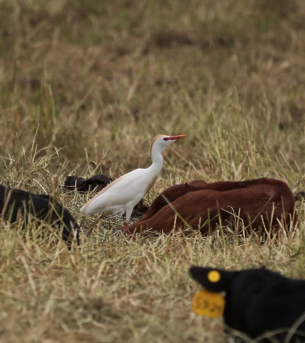 Western Cattle-Egret - ML620320843
