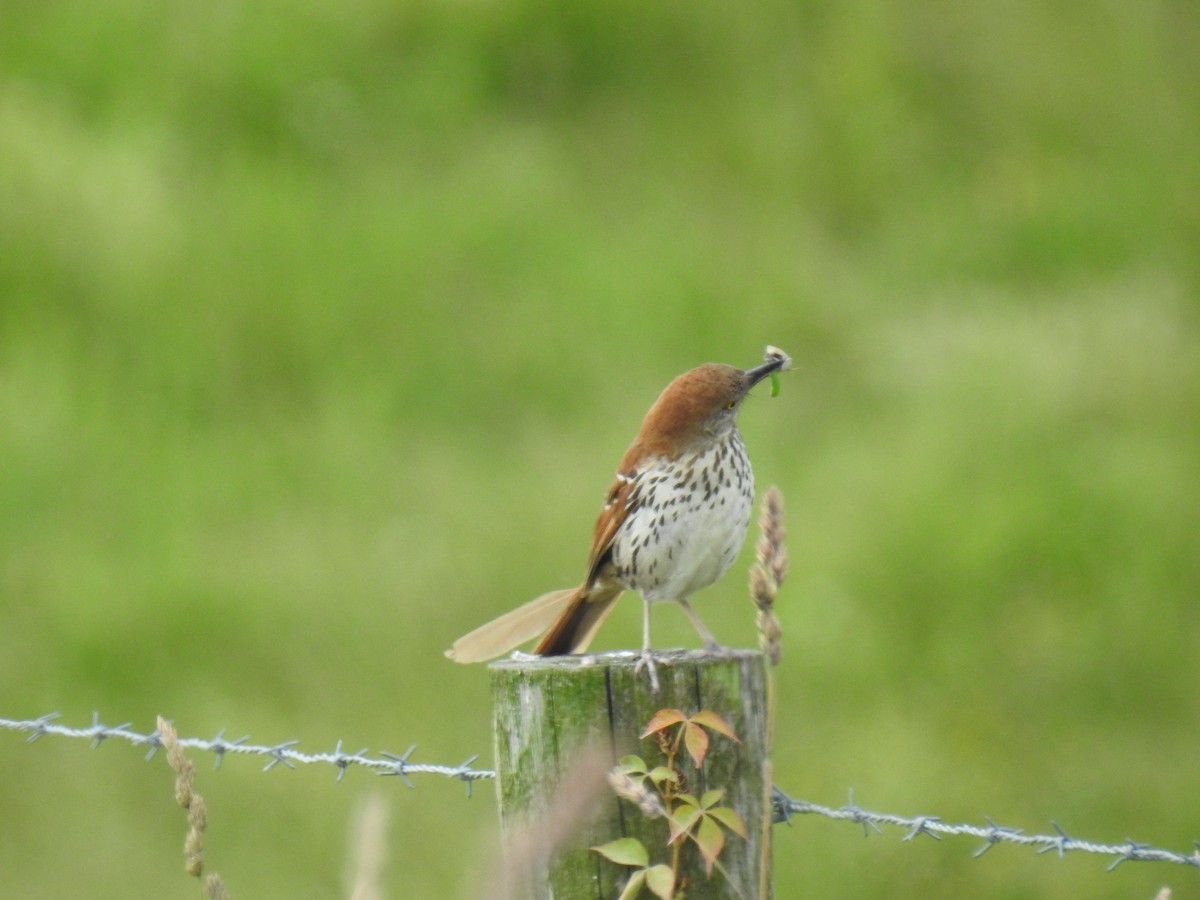 Brown Thrasher - ML620320846