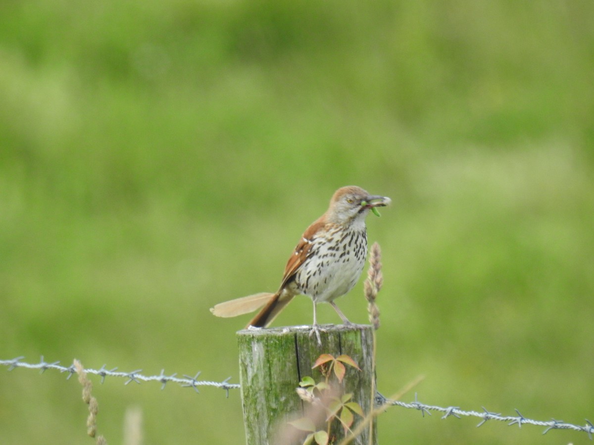 Brown Thrasher - ML620320849