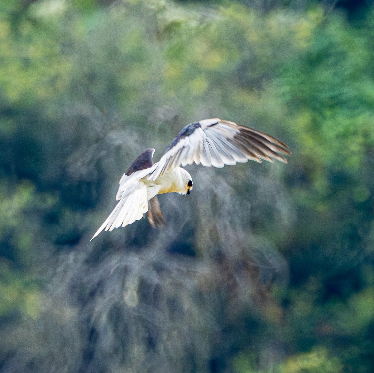 White-tailed Kite - Ben  Valdez