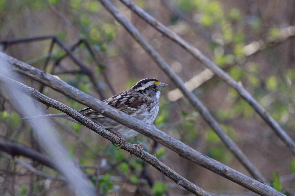 White-throated Sparrow - ML620320851